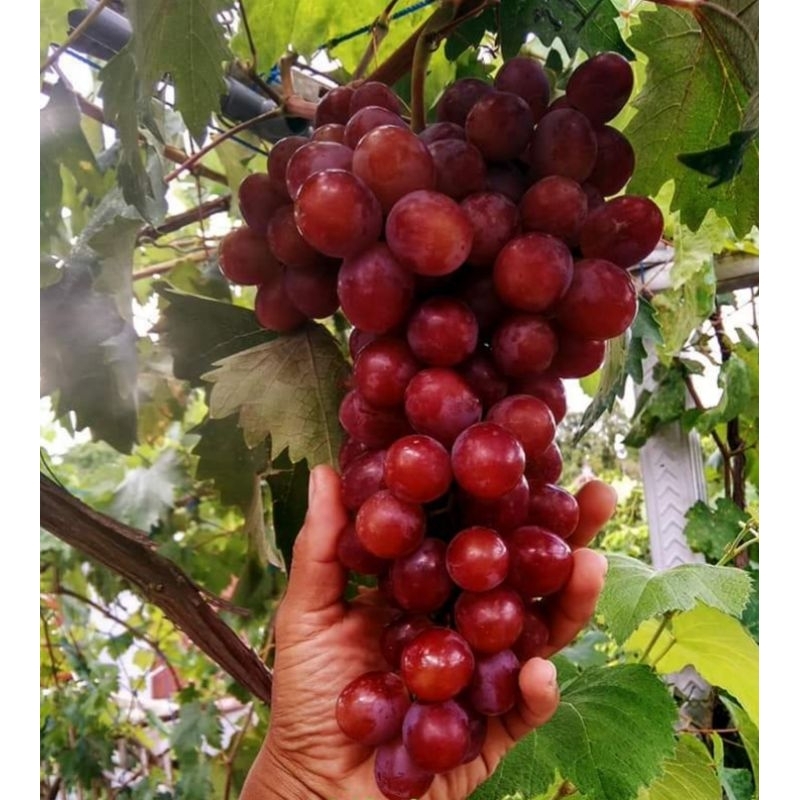 Bibit Anggur Import Nizina