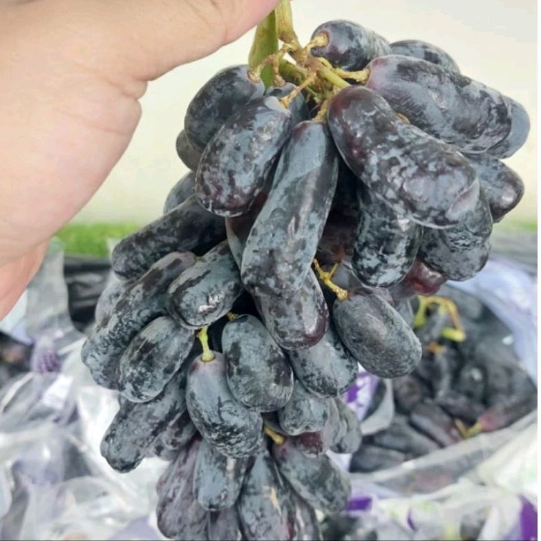 

Anggur Hitam Sweet Saphire Manis / 1kg