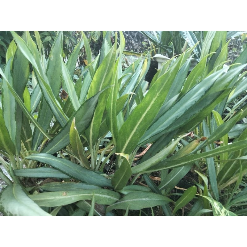 tanaman hias aglonema blanceng bulu ayam
