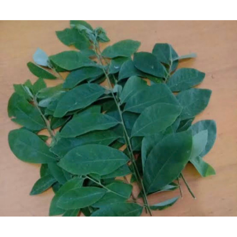 

Daun kandri segar petik langsung-az