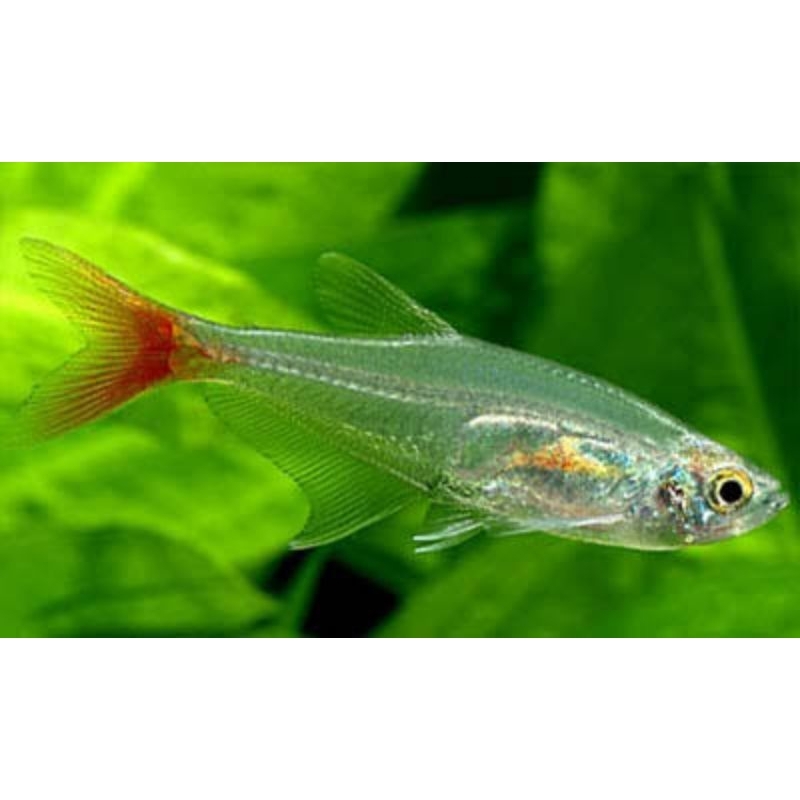 

√ jual gIassfin tettraaa