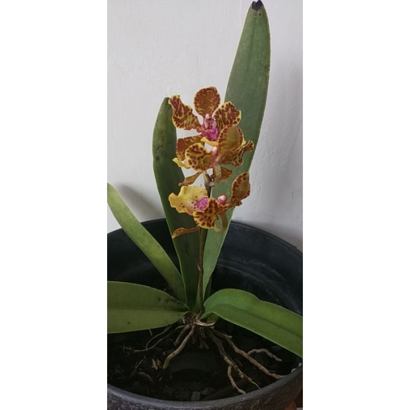 Oncidium Lanceanum