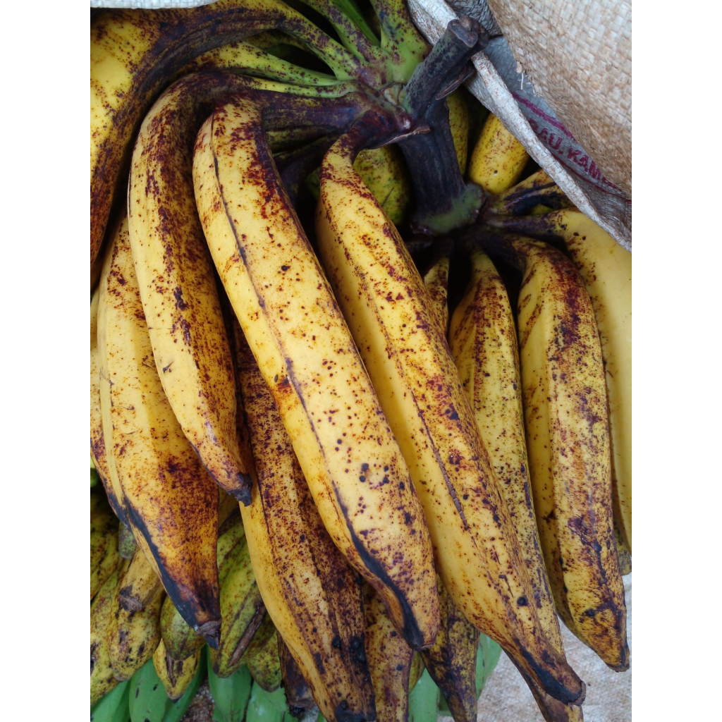 

PISANG TANDUK - (1Pcs)