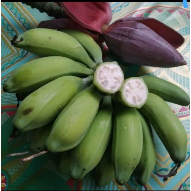 

JUAL PISANG BATU ATAU PISANG KULUTUK OBAT HERBAL PER 1 KG