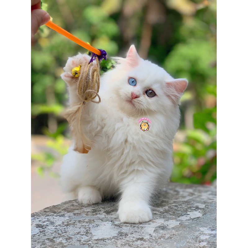 MIX BLHxPERSIAN ODD EYES FEMALE