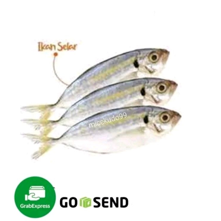 

IKAN SELAR SEGAR BUKAN FROZEN / FRESH SELAR FISH AIR LAUT SEAFOOD
