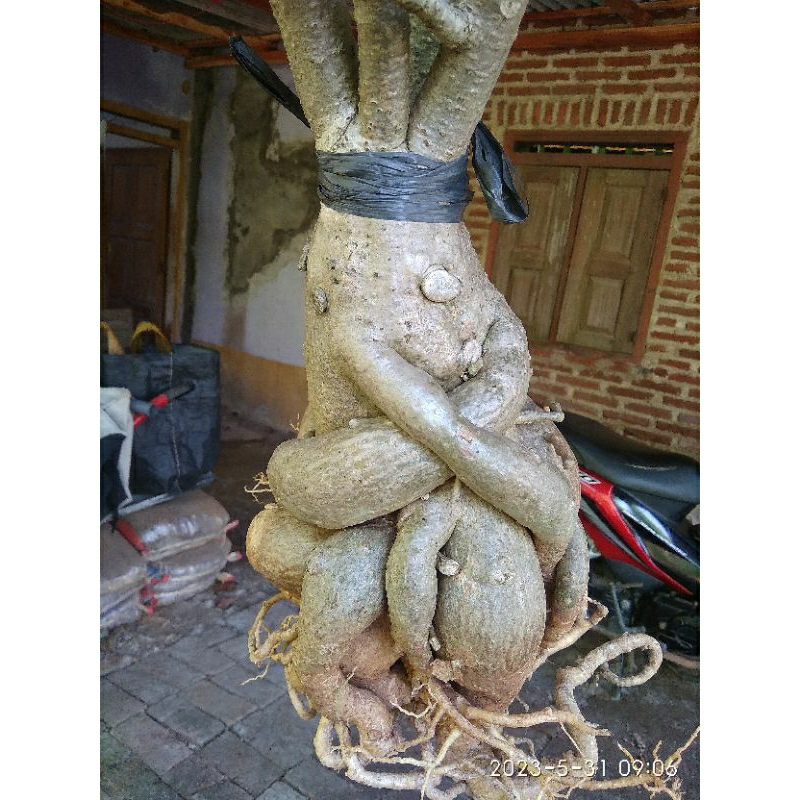 bunga adenium bonggol jumbo akar cantik gambar asli