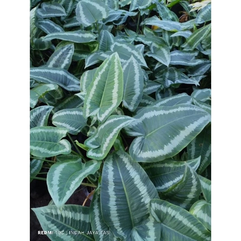 tanaman hias andromeda/homalomena andromeda/andromeda/keladi andromeda