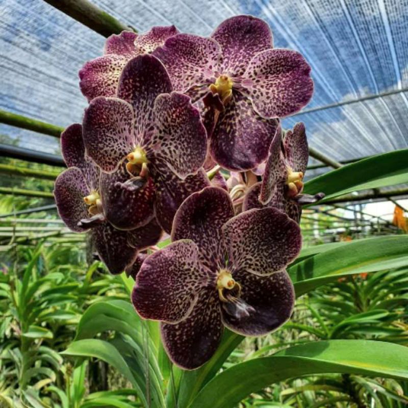 PROMOANGGREK VANDA BROWN SUDAH Spike-Knop//SIAP BERBUNGA