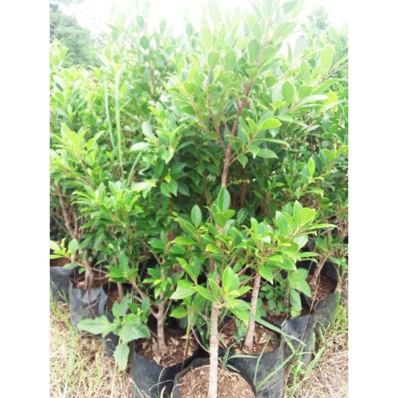 Bibit beringin Kimeng