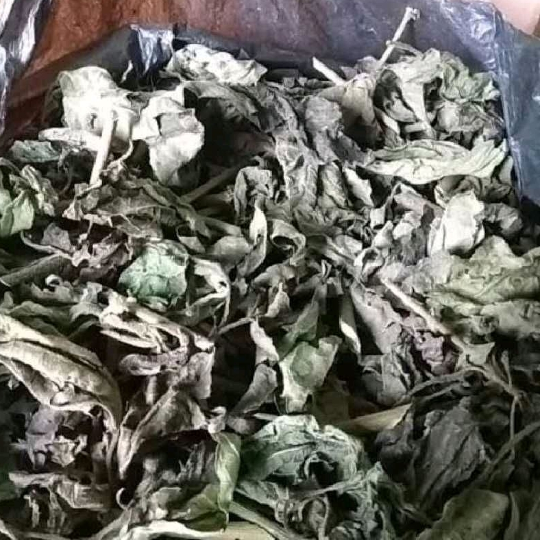 

PROMO* Daun kirinyuh kering 100 gram tanpa batang original , daun blakacida herbal alami
