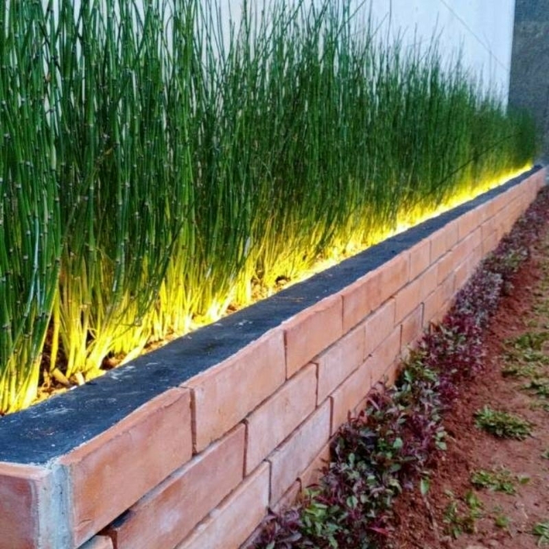 tanaman bambu air jepang indoor outdoor _ tanaman pagar bambu air bisa (COD)