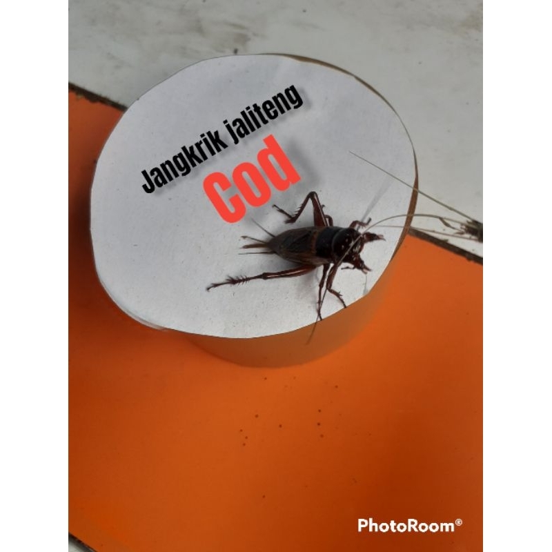 HJUI- Jangkrik kalung aduan/jAngkrik jaliteng-jalibang/jangkrik hidup/jangkrik alam