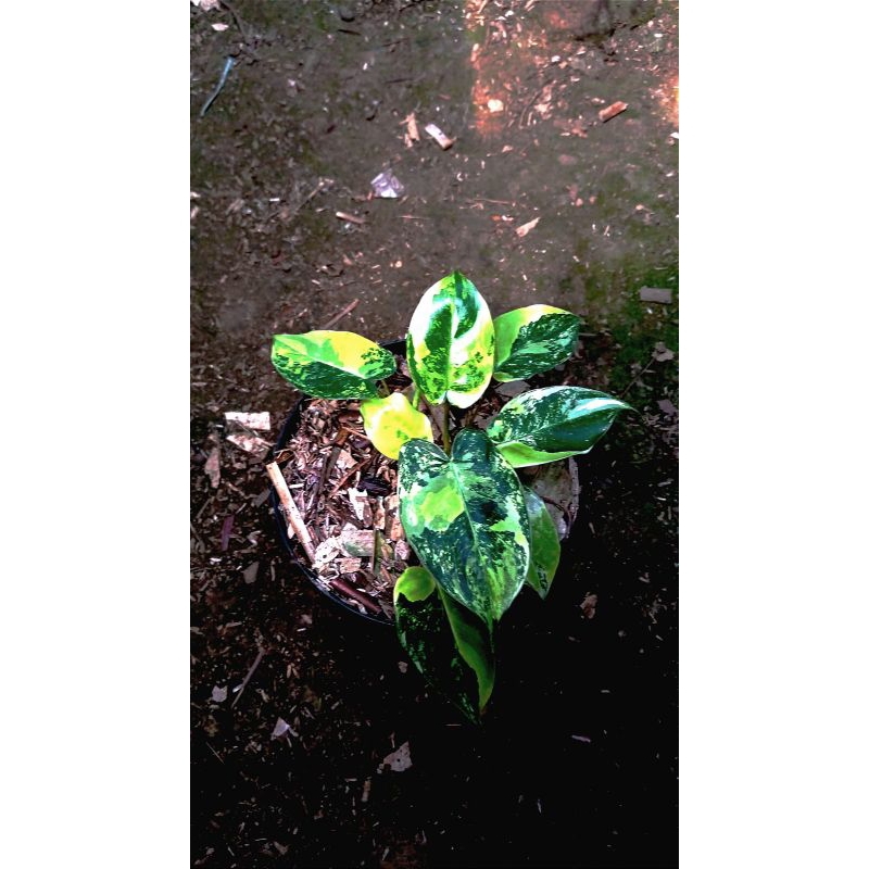 Philodendron Burle Marx