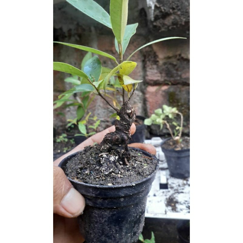 bahan bonsai iprik dr biji sesuai di foto