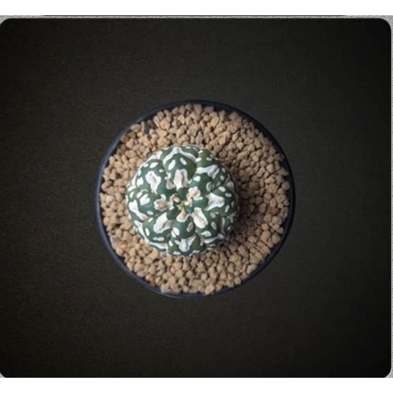 astrophytum cv V Type