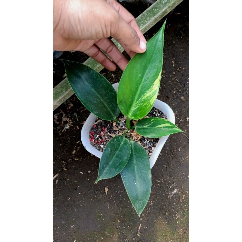 philodendron Green Congo varigata