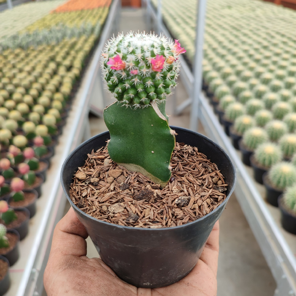 Grafting Mammillaria Vagaspina | DP 10 Cm | Kaktus