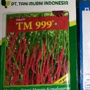 BENIH CABAI KERITING TM999