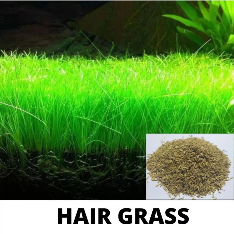 bibit biji tanaman aquascape hair grass small Fescue long fescue bibit tanaman aquascape