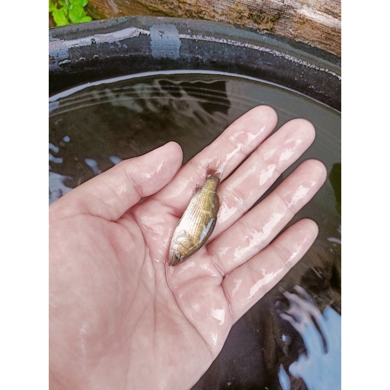 kakap putih / baramundi air tawar size 5-6cm