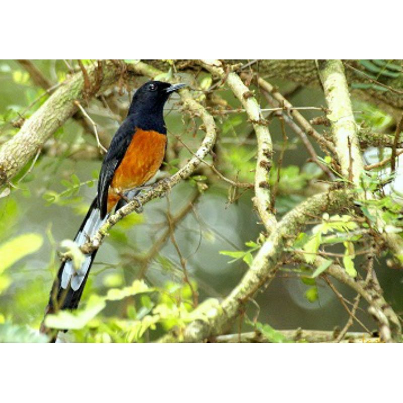 murai batu medan jantan ring.pastol gacor