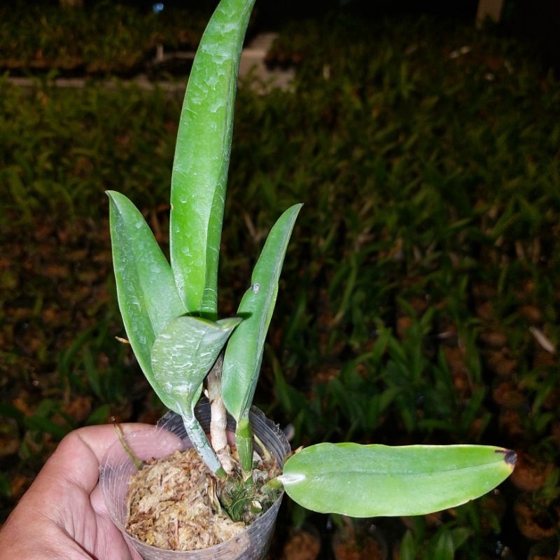 cattleya Remaja Penny helens Jumbo klone import Bangkok. Original plant