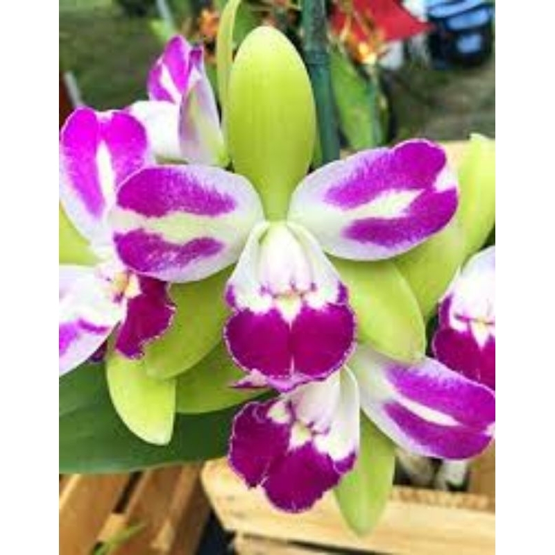 cattleya Remaja Yen corona Jumbo klone import Bangkok. Original plant