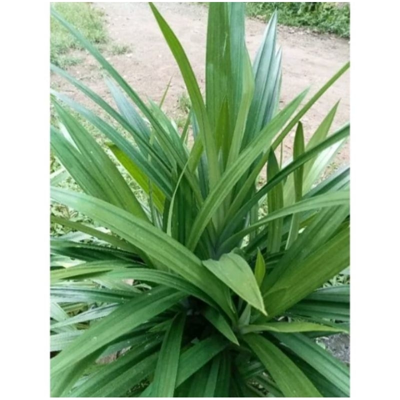 

Daun Pandan Wangi penyedap masakan _segar 250gram