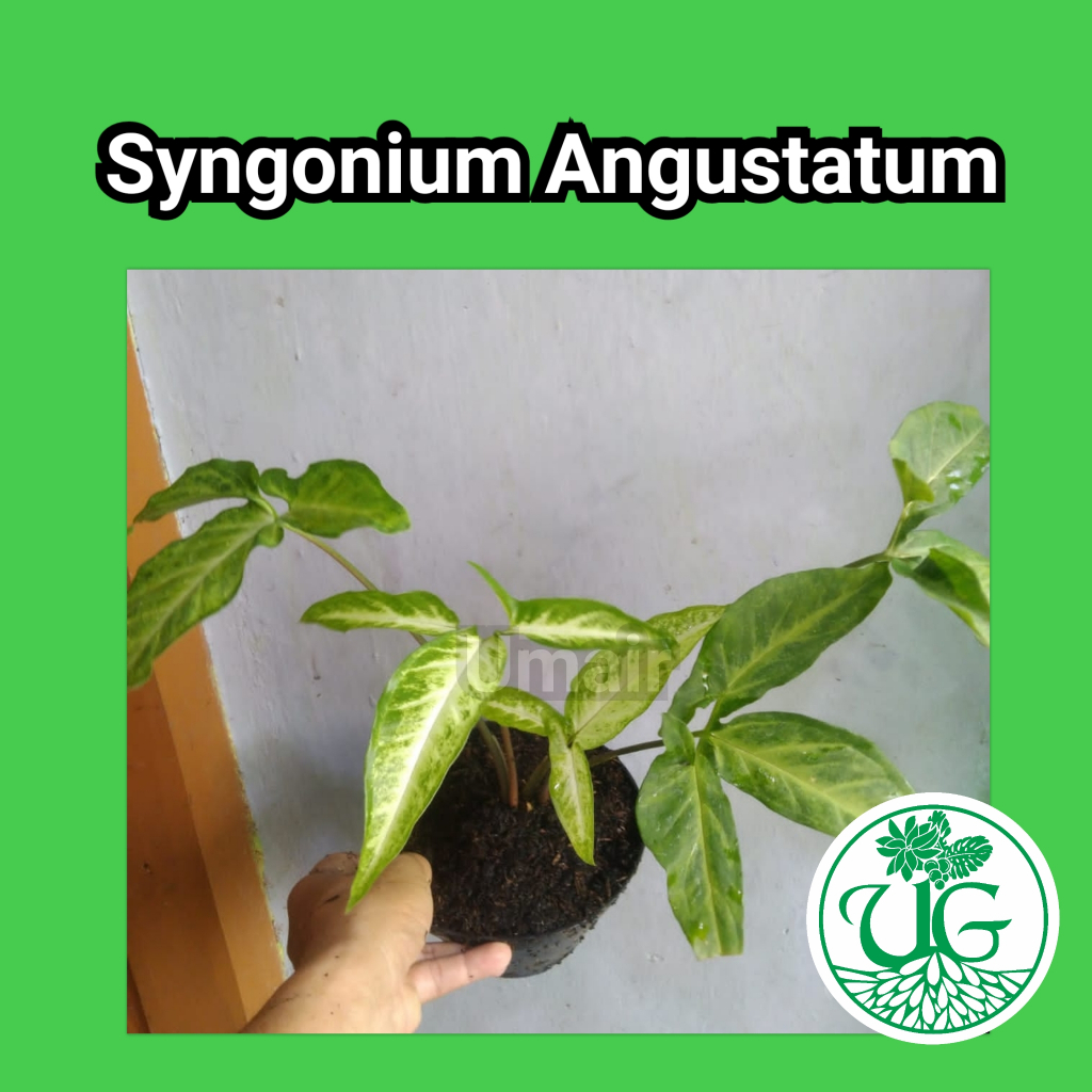Syngonium Angustatum