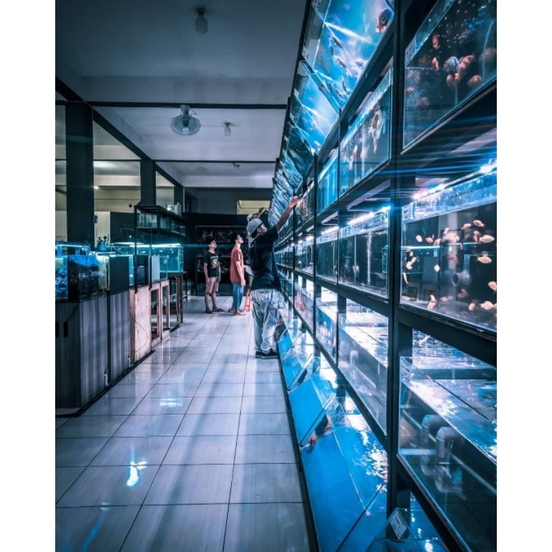 Stiker Channa Stewarti