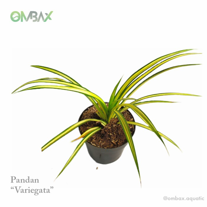 Pandan 'Variegata' - tanaman Outdoor / Koleksi