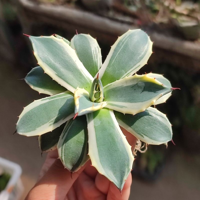 Sukulen Agave Patonii Variegata