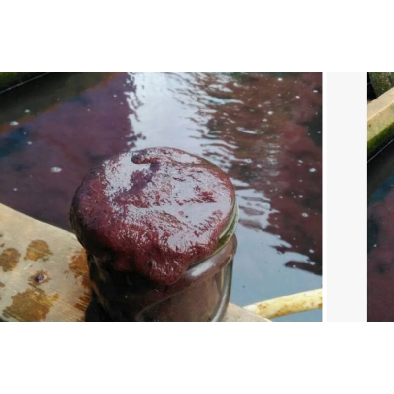 

cacing sutra hidup dan segar