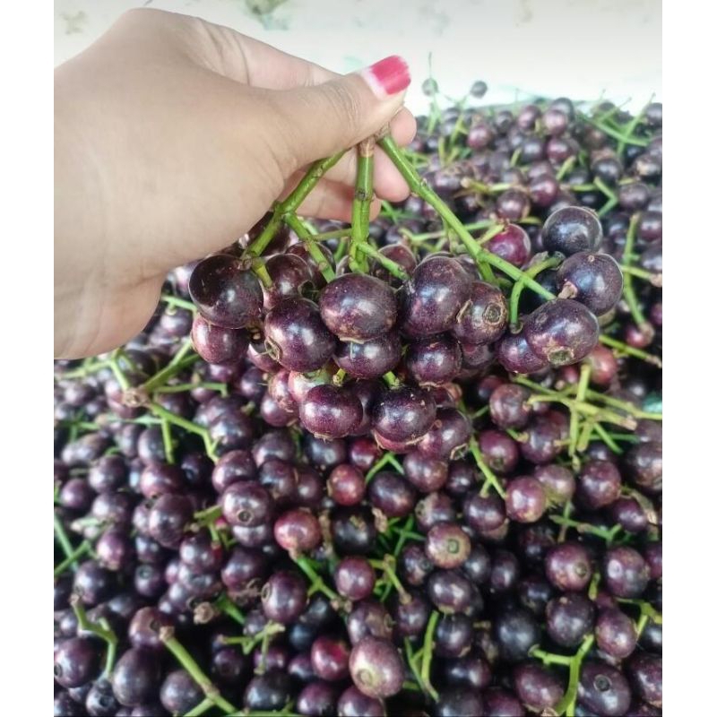 

Buah Gowok Murah kupa fress