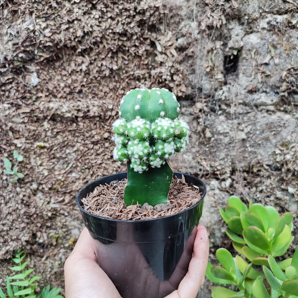 Grafting Echinopsis Inermis | DP 10 Cm | Kaktus