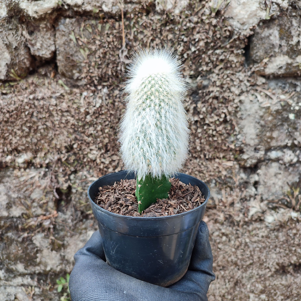 Grafting Cephalocereus Senilis (Old Man) | DP 10 Cm | Kaktus