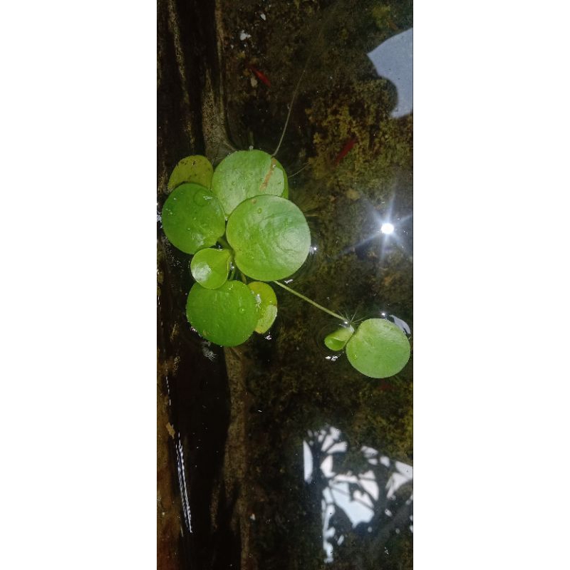 tanaman hias aquarium Amazon progbit