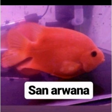 kingkong parot red kingkong perot