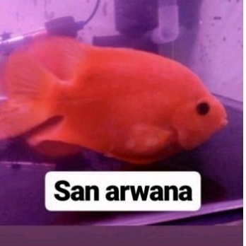 kingkong parot red kingkong