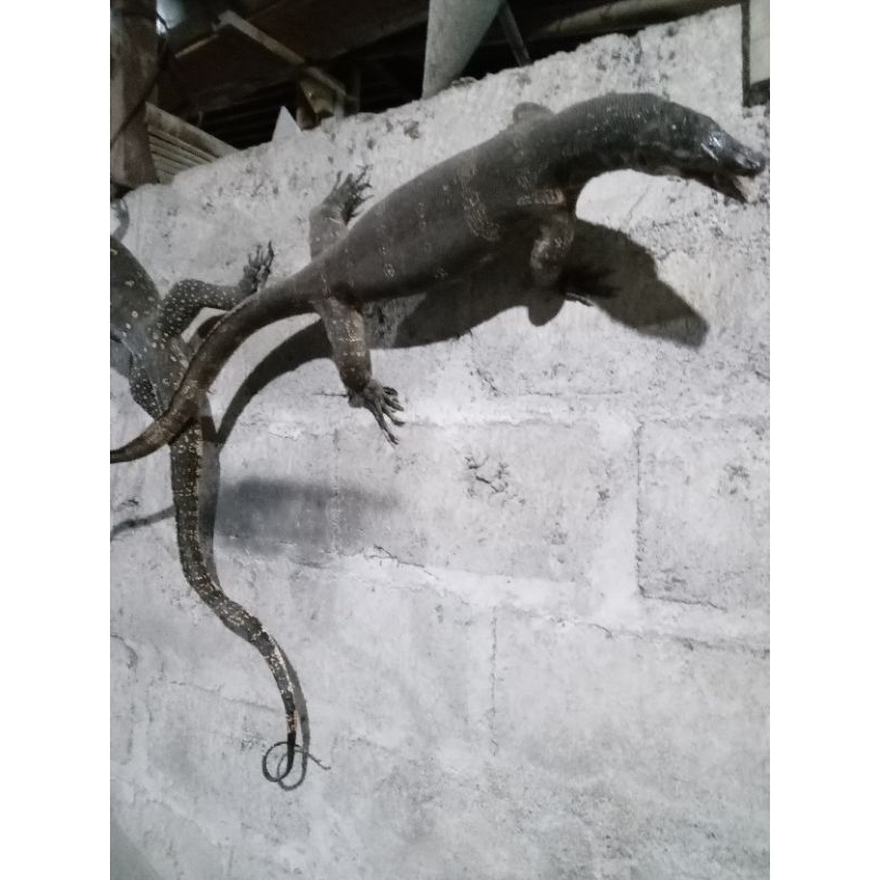 hiasan dinding biawak ukuran besar