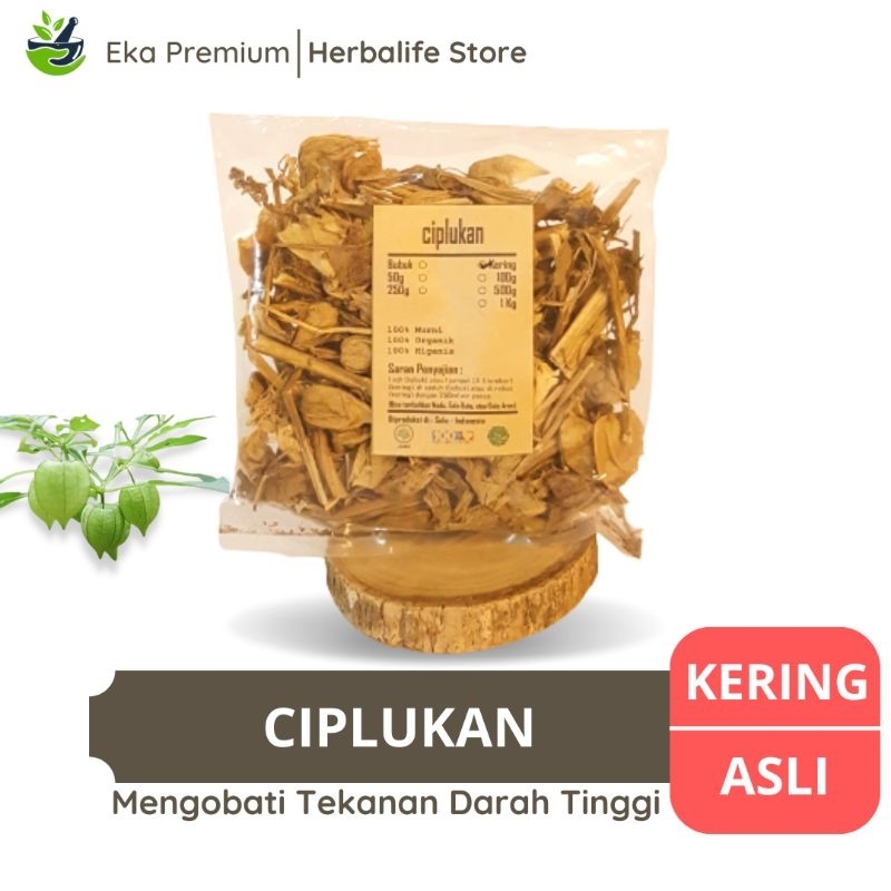 

CIPLUKAN KERING Tanaman Ceplukan Asli Ramuan Rempah Herbal Jamu Tradisional Murni Daun Akar Batang Buah