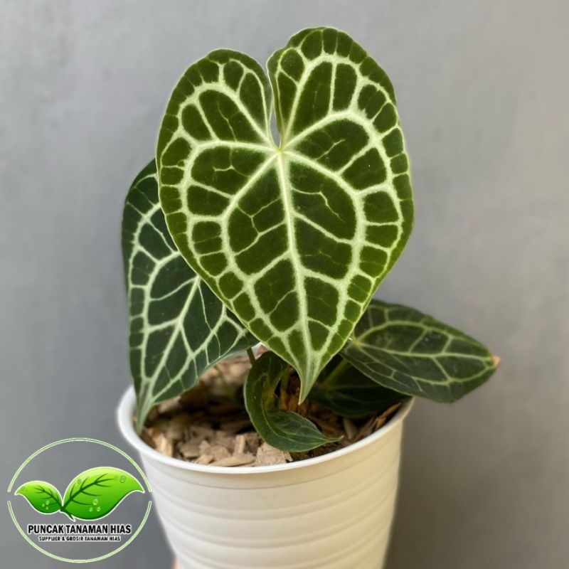 Anthurium clarinervium - Anturium clarinervium tarantula