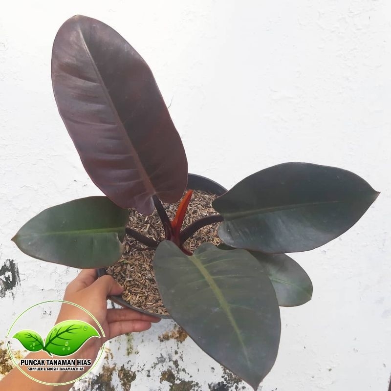 Philodendron black cardinal - Black cardinal asli original