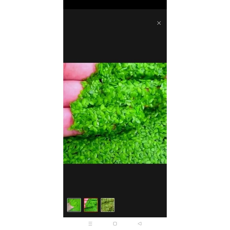 mata lele pakan alternatif ikan