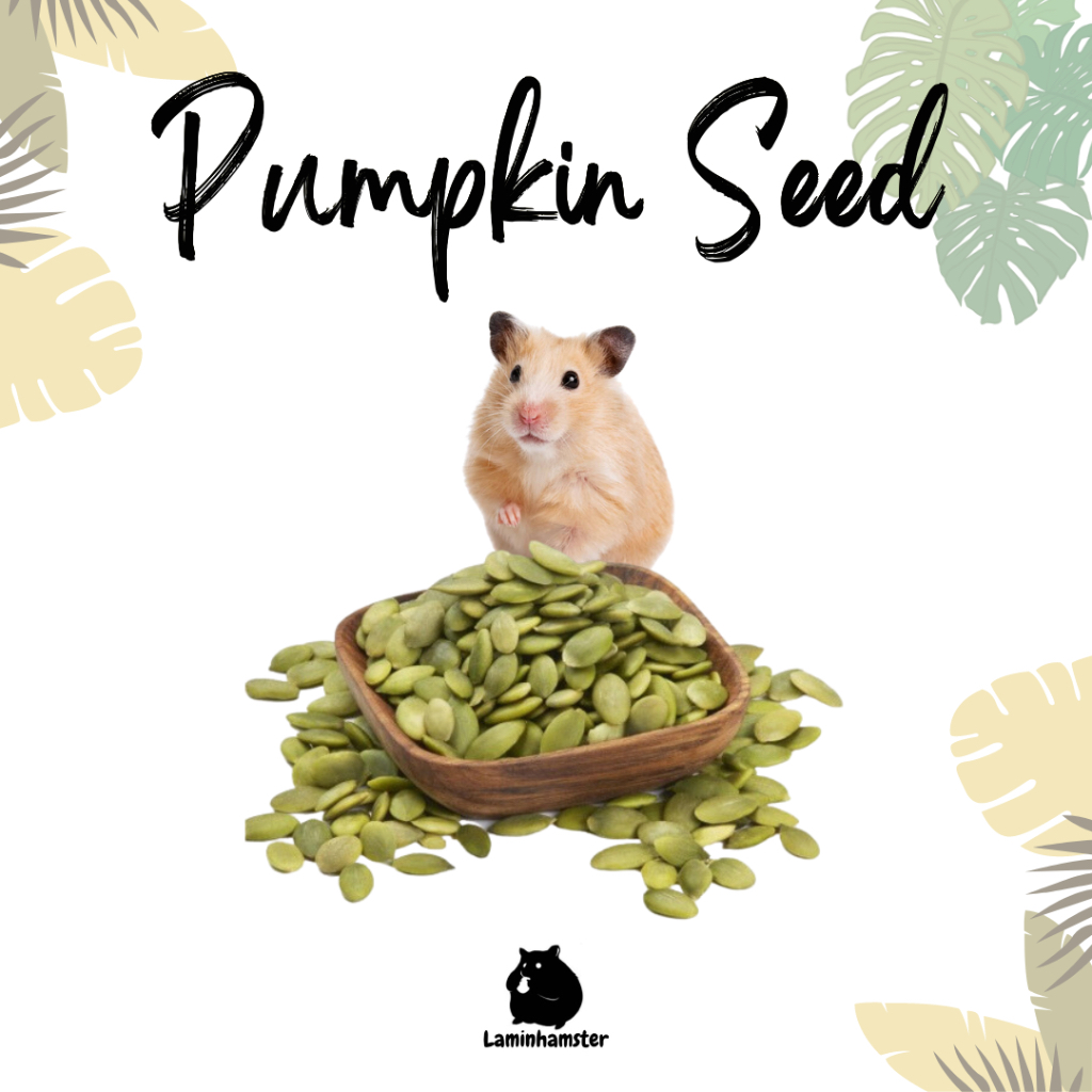 LAMINHAMSTER Snack Hamster - Pumpkin Seed Biji Labu Cemilan Hamster