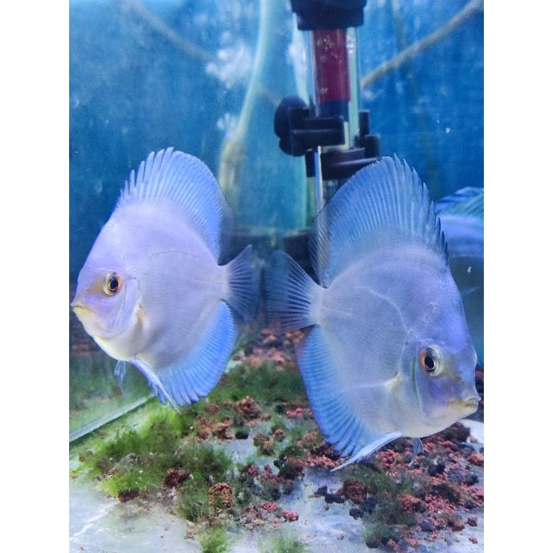 ikan discus blue diamond discus 3 inch