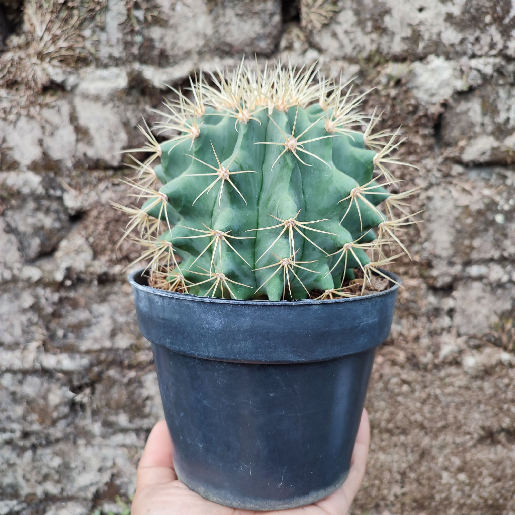 Ferocactus Glaucescens | DP 15 Cm | Kaktus