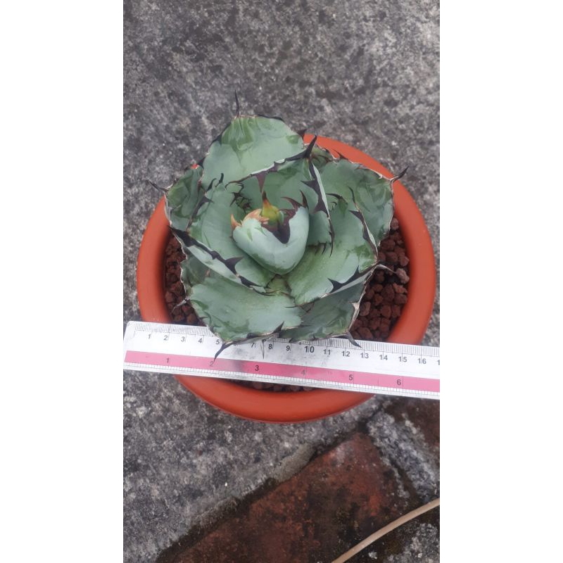 Agave Titanota Blue Ball