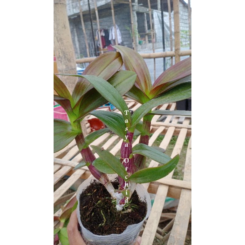 Dendro Mangosteen  dewasa